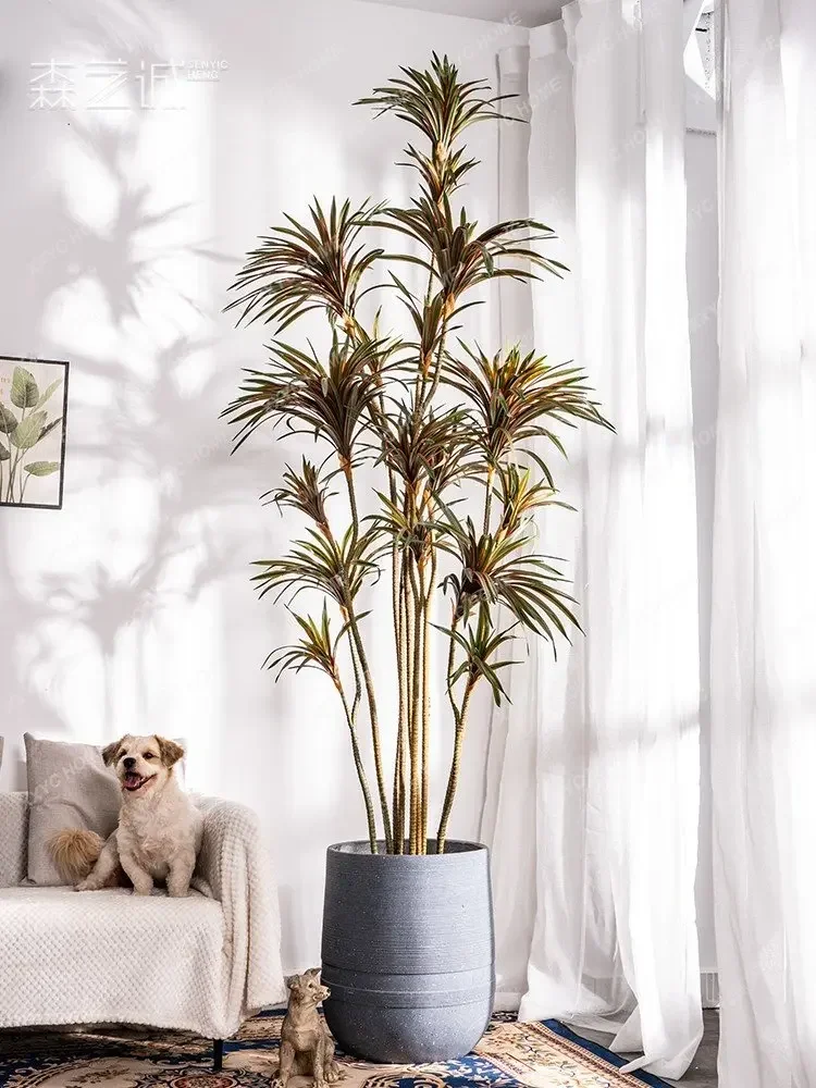 Simulation Dracaena Dracaena M - Dracaena Marginata review and price