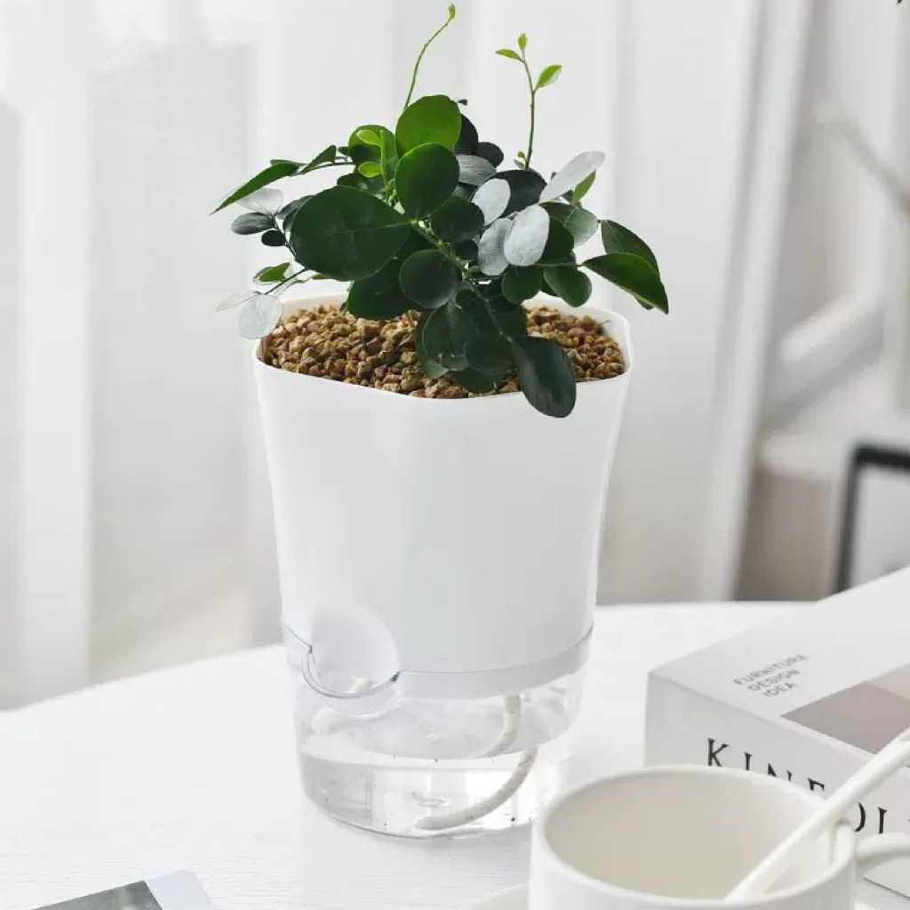 Transparent Plastic Self Water - Aloe Vera Pot review and price