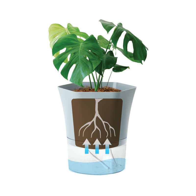 Transparent Plastic Self Water - Aloe Vera Pot review and price