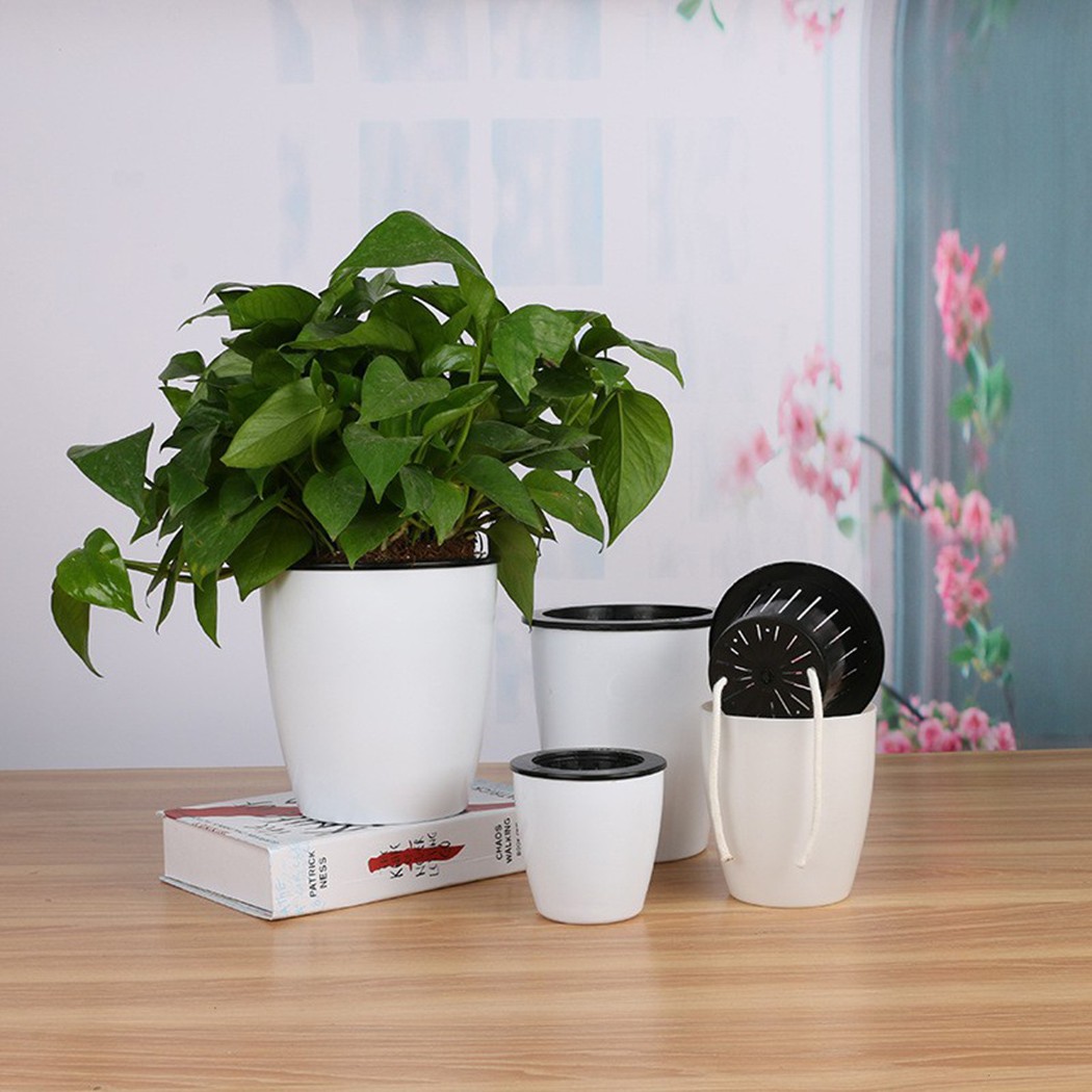 Automatic Watering Flower Plan - Aloe Vera Pot review and price