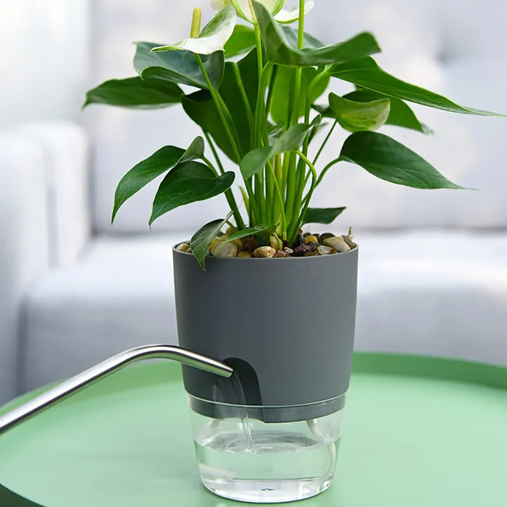 Transparent Double Layer Plast - Aloe Vera Pot review and price