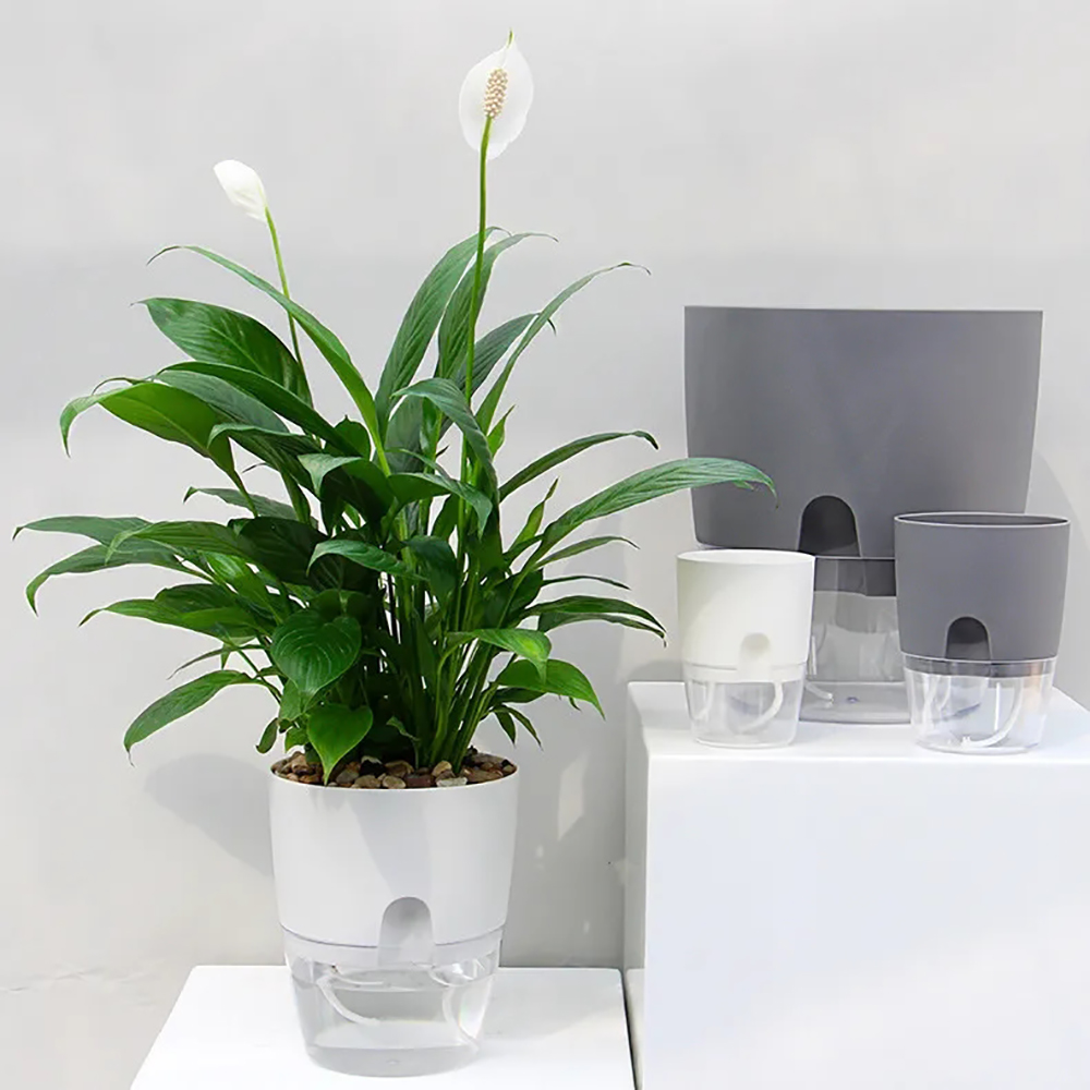 Transparent Double Layer Plast - Aloe Vera Pot review and price